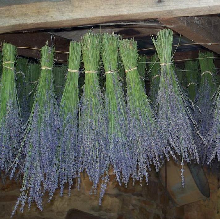 Lavandula angustifolia Hidcote blue - Lavanda Inglesa Azul, Alfazema Azul, Lavanda Azul
