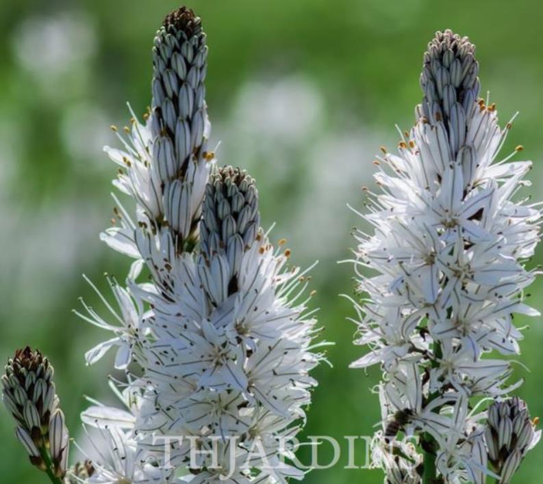 Asphodelus albus - Asfódelo Branco, Asfódelo de Líquen de Bordas Brancas
