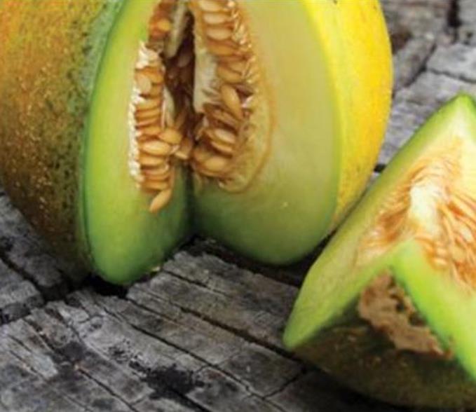 Cucumis melo Ha'Ogen (Certificação Orgânica) - Melão de Israel, Melâo Ha Ogem, Mini Melão Kibbutz, Melâo HaOgem