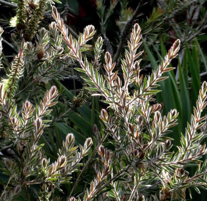 Callistemon viridiflorus (Melaleuca virens) - Escova de Garrafa verde-limão, Green Bottlebrush, Escova de Garrafa das Mo