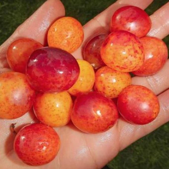 Prunus domestica Subsp. syriaca 'Nancy Red Speckled' - Ameixeira Mel de Lorraine, Ameixa Mirabelle, Mirabelle Plum, Mira