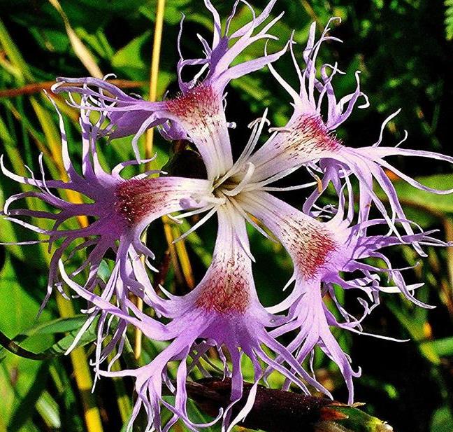 Dianthus superbus hybrids mix - Flor Divina, Rosa de Franja Soberba, Rosa Soberba, Cravo da Índia Soberbo