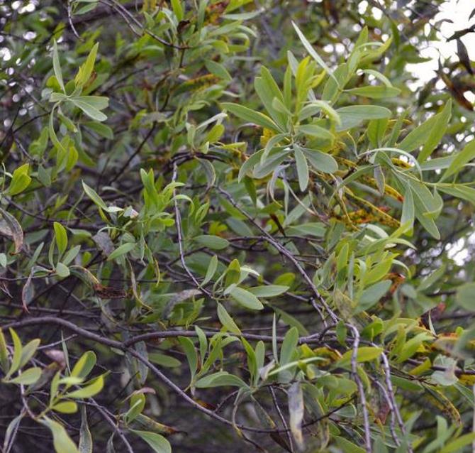 Santalum spicatum - Sândalo, Sândalo Australiano, Sandalwood, Quandong