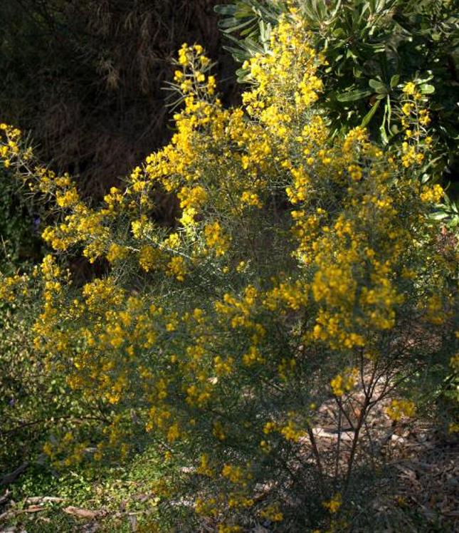 Senna artemisioides (Cassia artemisioides) - Cassia Prateada, Cassia Plumada, Cassia Prata, Senna Prata