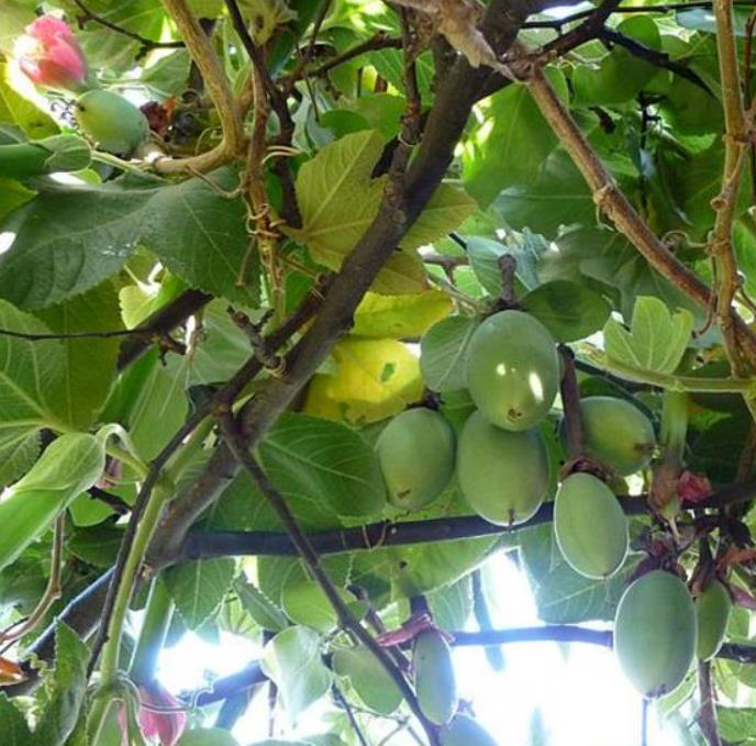 Passiflora Tripartita var. Azuayensis - Maracujá manga, maracujá, banana passionfruit, mango passionfruit