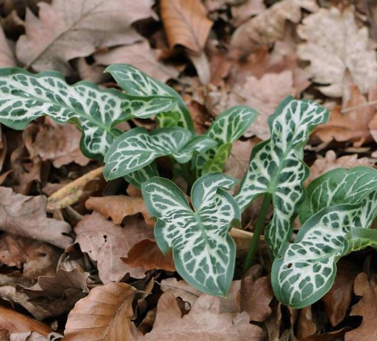 Arum italicum ssp italicum Marmoratum - Lírio Arum italiano, Arum marmorizado, Arum mármore verde, Arum italicum fantasm