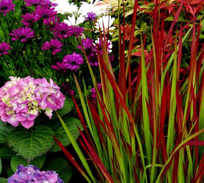 Imperata cylindrica 'Red Baron' - Grama Sangue Japonês, Japanese Bloodgrass