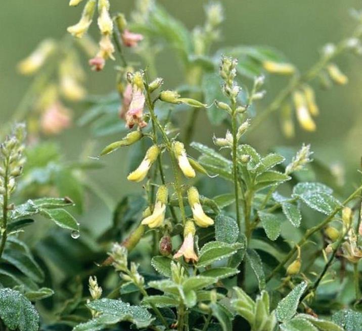 Astragalus schelkovnikovii - Erva da Longevidade,  Astragalo Armênio, Locoweed