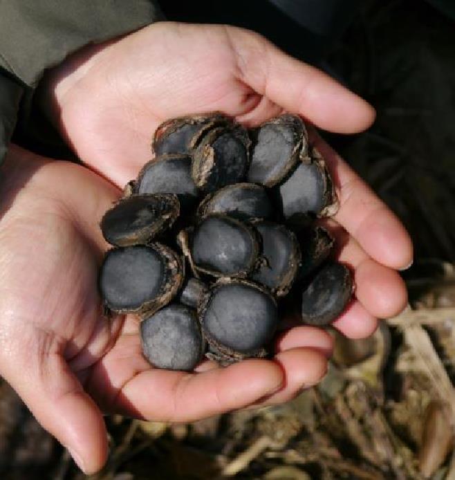 Mucuna macrocarpa - Trepadeira Jade Bicolor, Trepadeira Jade Negra