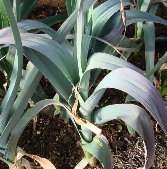 Allium Porrum Saint Victor D Hiver (Violet Leaf) - Alho Poró Saint Victor