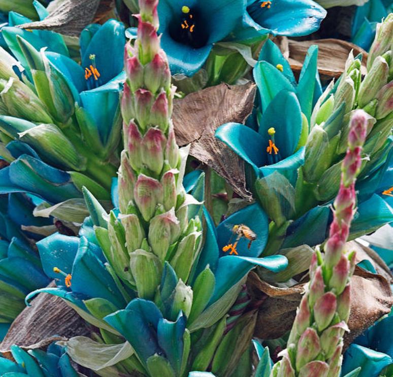 Puya berteroniana (Puya alpestris ssp. zoellneri) - Bromélia Azul Turquesa