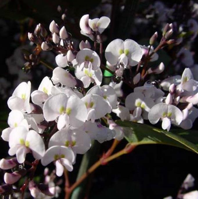 Hardenbergia violacea Alba - Trepadeira Andarilho Branco, Wisteria Branca Australiana, Salsaparilha Selvagem