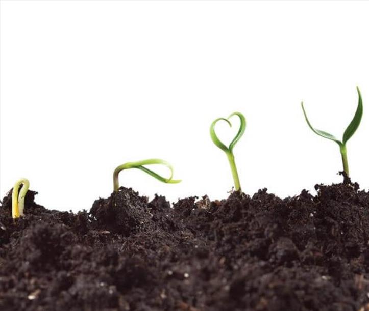 Ácido Giberélico - Giberelina - GA3 (+90%) - GA3 - Ácido Giberélico - Hormônio Vegetal