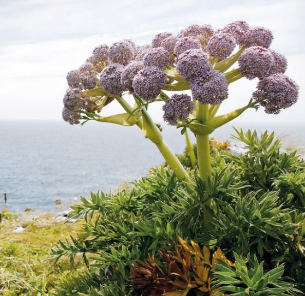 Anisotome latifolia - Cenoura de Campbell, Campbell carrot, Mega-Ervas - Megaherbs