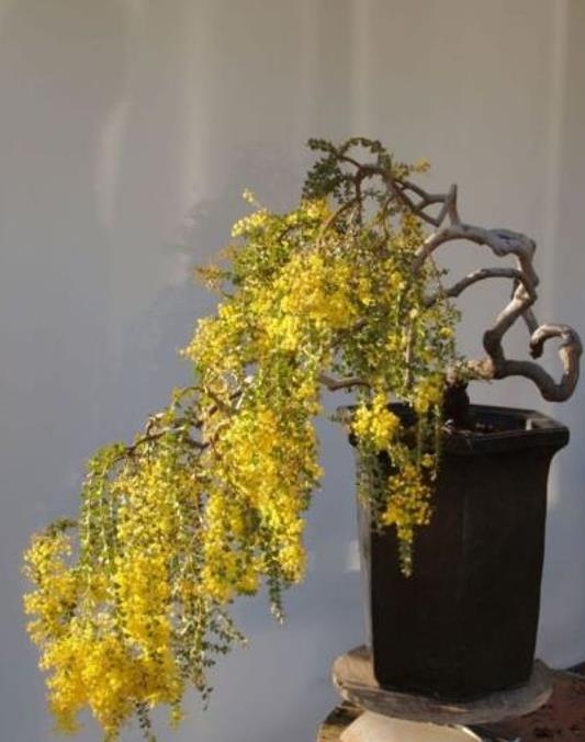 Acacia Pravíssima - Acacia, Ovens Wattle, Wedge-leaf Wattle