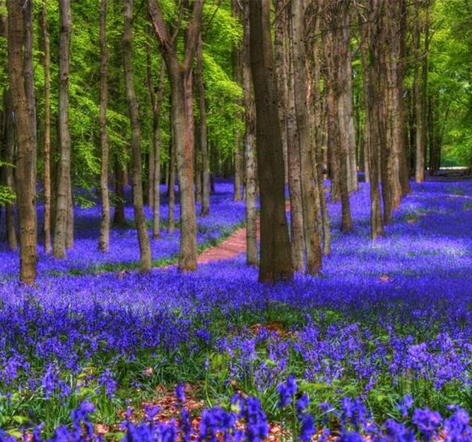 Hyacinthoides non-scripta - Bluebells, Sino das Estrelas, Sino das Fadas, Flor de Fadas, Jacinto Selvagem En