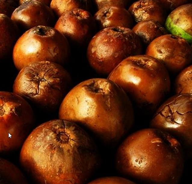 Alibertia patinoi (Borojoa patinoi) - Borojó, Borojo, Borojoa