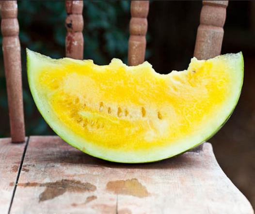 Citrullus lanatus Janosik - Melancia Janosik, Melancia de Polpa Amarelo Ouro Polonesa, Melancia Amarela