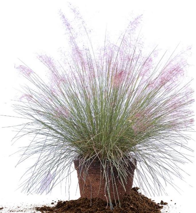 Muhlenbergia capillaris - Grama Rosa Ornamental, Grama Rosa, Muhlygrass, Mulhy Pink Grass, Sweetgrass