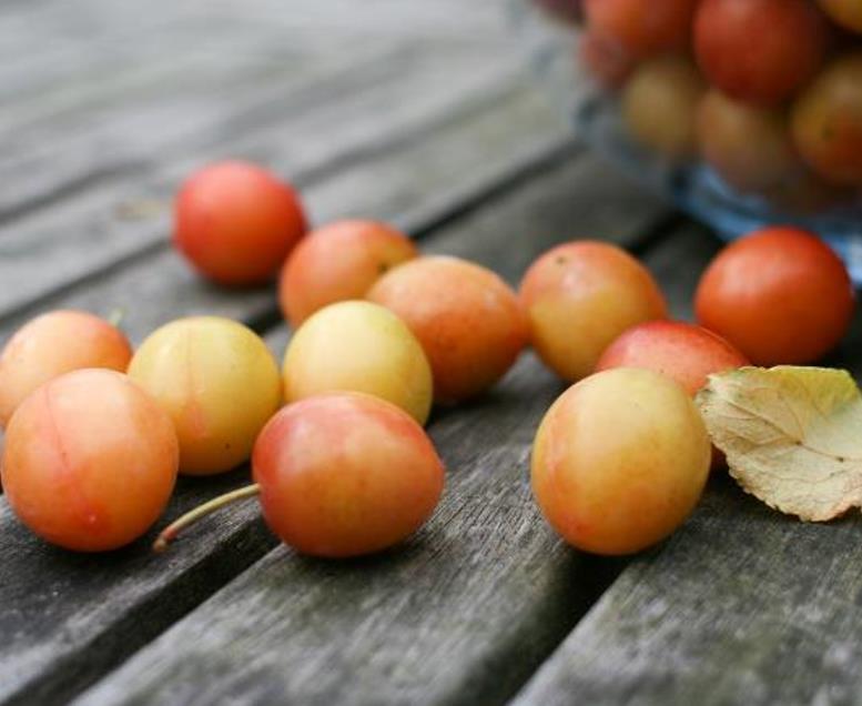 Prunus domestica Subsp. syriaca 'Nancy Red Speckled' - Ameixeira Mel de Lorraine, Ameixa Mirabelle, Mirabelle Plum, Mira