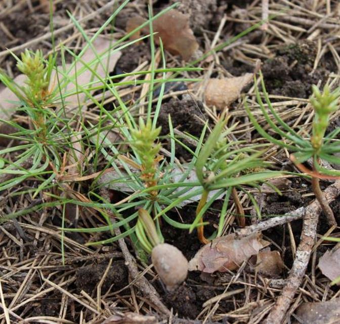 Pinus koraiensis - Pinheiro Coreano, Pinho Coreano, Pinnothin, Pinhole