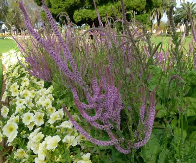 Psylliostachys suworowii Pink Pokers - Alecrim Do Pântano, Alecrim Pink Pokers, Lavanda Mar, Limonium Suworowii