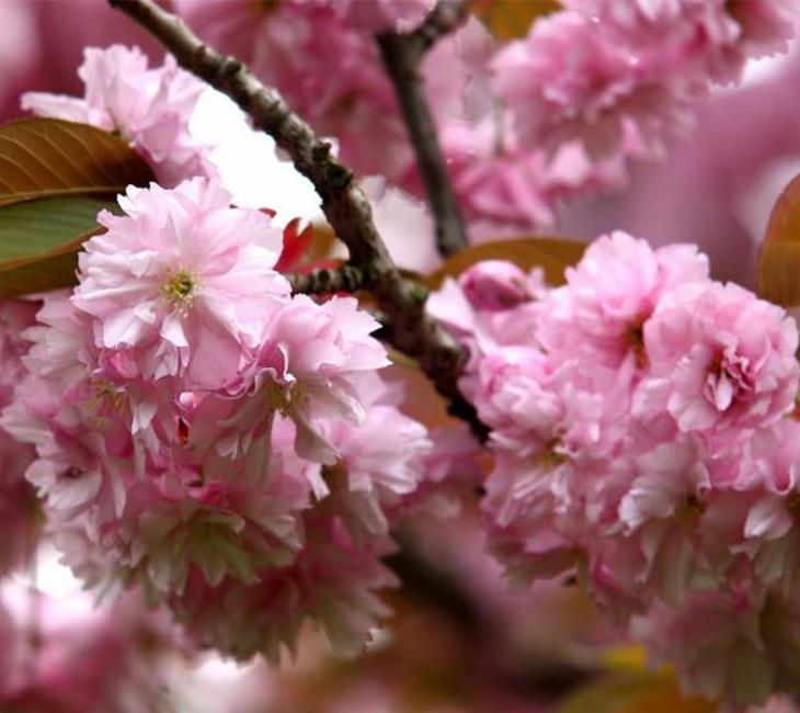 Prunus triloba - Cerejeira Floração de Amêndoa, Cereja Flor Dobrada de Amêndoa