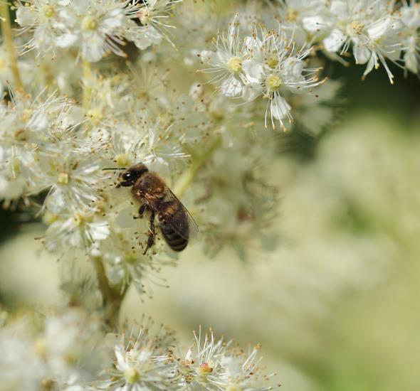 Filipendula Ulmaria (Spirraea Ulmaria) - Aspirina Vegetal, Erva Ulmeira, Rainha do Prado, Hidromel