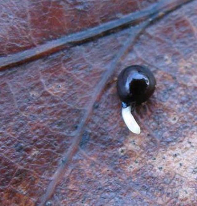 Hyacinthoides non-scripta - Bluebells, Sino das Estrelas, Sino das Fadas, Flor de Fadas, Jacinto Selvagem En