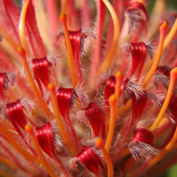 Leucospermum glabrum - Protea arbusto almofada de alfinetes de Outeniqua, Outeniqua pincushion