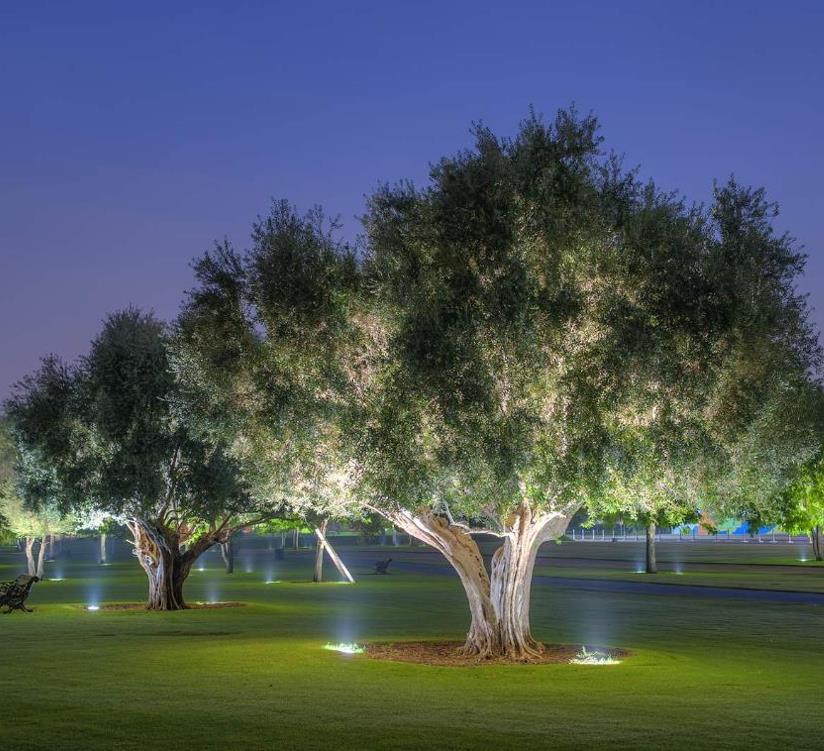 Olea europaea L. var. europaea - Oliveira, Azeitona, Oliveira Selvagem