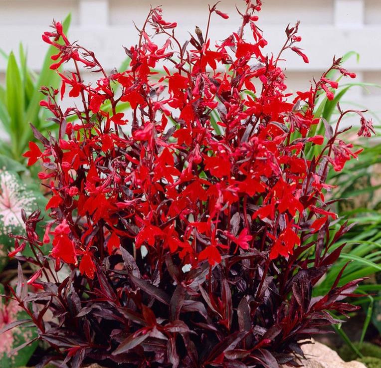 Lobelia cardinalis 'Queen Victoria' - Lobelia Rainha Victoria, Flor Cardeal 'Rainha Vitória', Lobelia Esplêndida, Lob
