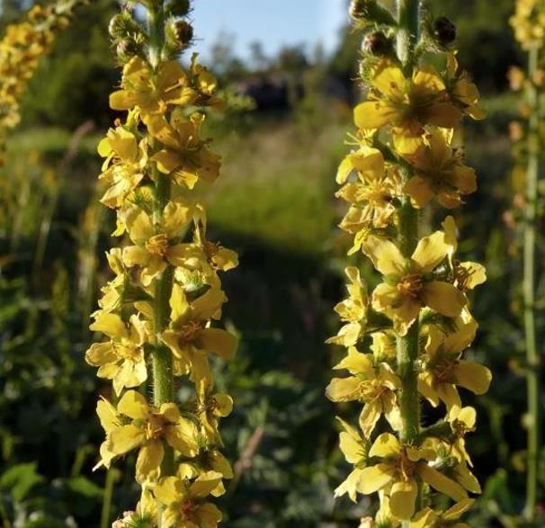 Agrimonia eupatoria - Eupatória, Erva Milagrosa, Erva dos Gregos, Erva Hepática, Campanários de Igreja