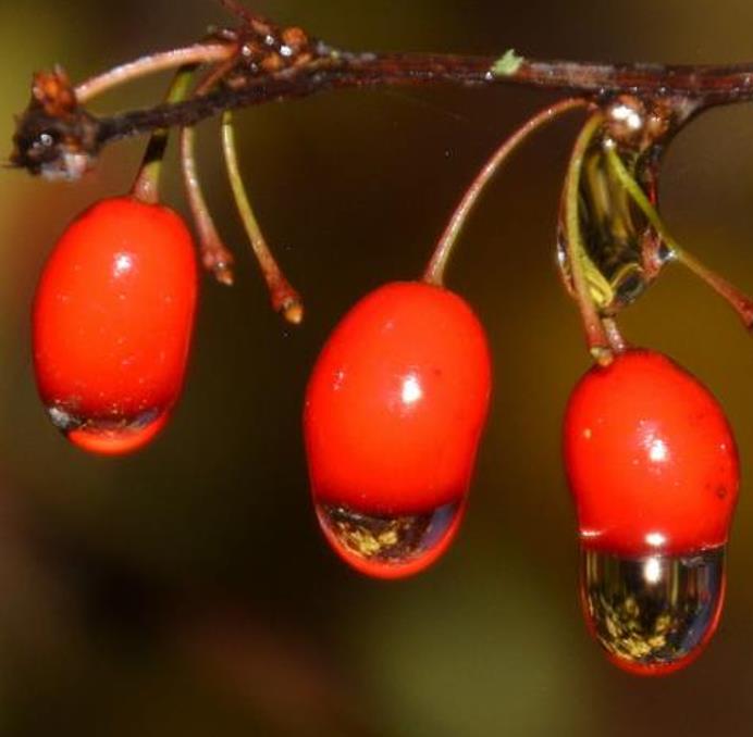 Berberis thunbergii Atropurpurea - Berberis Atropurpurea, Bérbere Japonês, Uva do Japão, Uva dos Jardins
