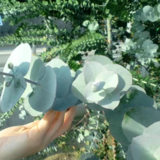 Eucalyptus pulverulenta 'Baby Blue' - Eucalipto Baby Blue, Eucalipto dos Floristas, Eucalipto Prata da Montanha