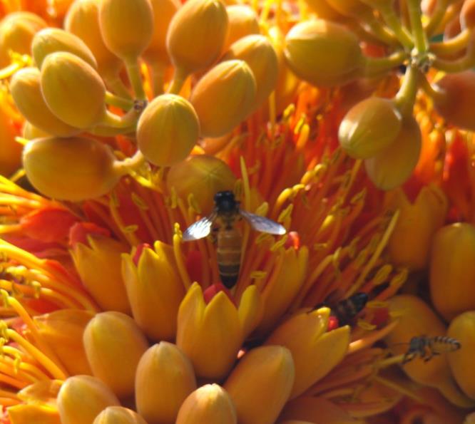 Colvillea racemosa - Árvore Gloriosa, Flor do Paraíso, Gloriosa de Madagascar