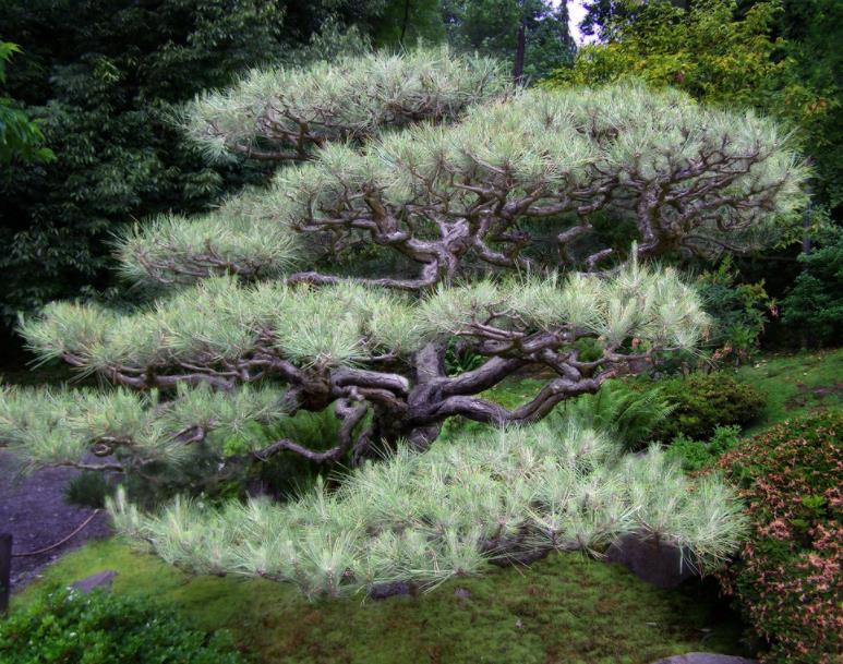 Pinus thunbergii - Pinheiro negro Japonês