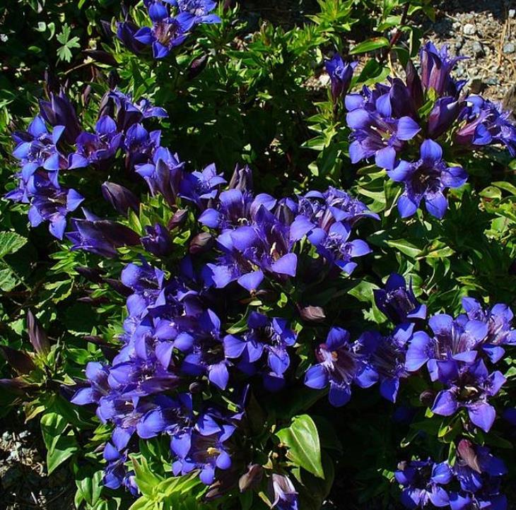 Gentiana septemfida var. lagodechiana - Genciana de Verão, Genciana com Crista, Summer Gentian, Crested Gentian