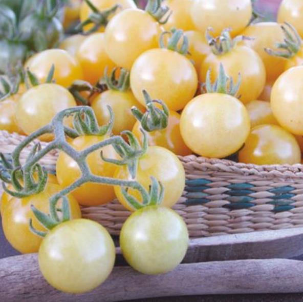 Solanum lycopersicon Berry Snow White Cherry (Certificação Orgânica) - Tomate Cereja Branca de Neve, Tomate Cereja Marfi