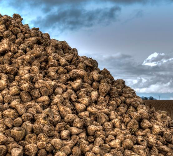Beta Vulgaris Var. Saccharifera - Beterraba açucareira, beterraba sacarina, sugar beet, betterave