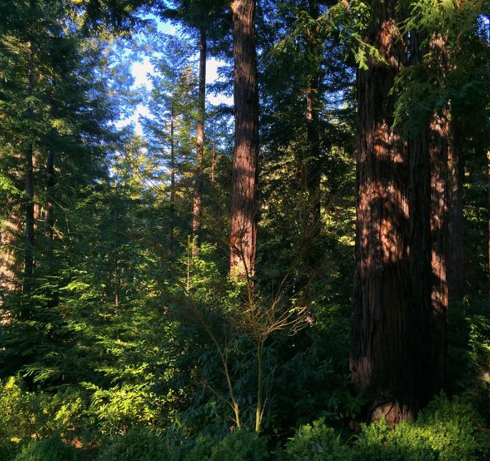 Sequoia sempervirens - Sequoia Sempre Verde, Sequoia Costeira, Sequoia Vermelha, Coast Redwood