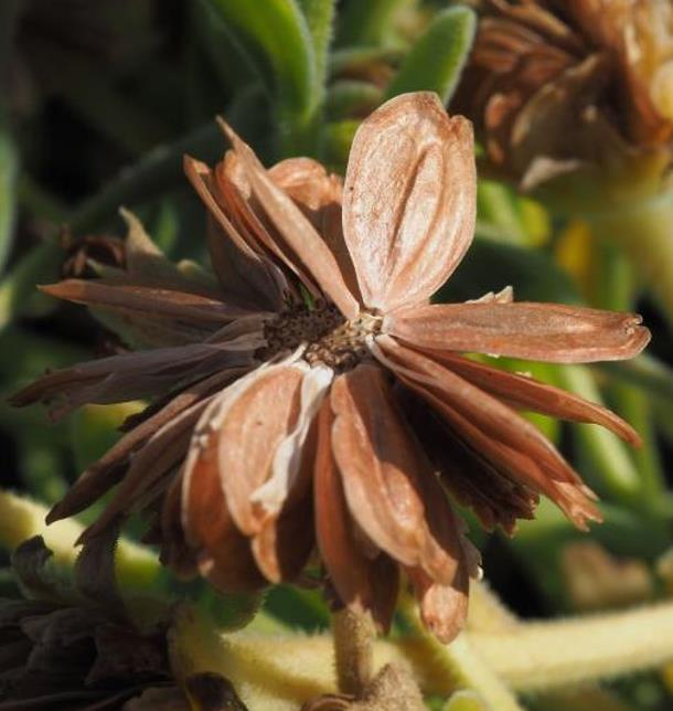 Dimorphotheca pluvialis Glistening white - Margarida do cabo, Margarida da chuva, Profeta do tempo, Margarida africana