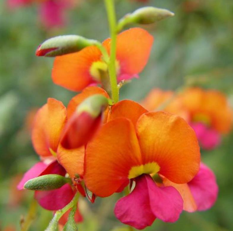 Chorizema diversifolium - Trepadeira Ervilha de Chama, Ervilha Chamas de Fogo, Ervilha Flamejante, Trepade