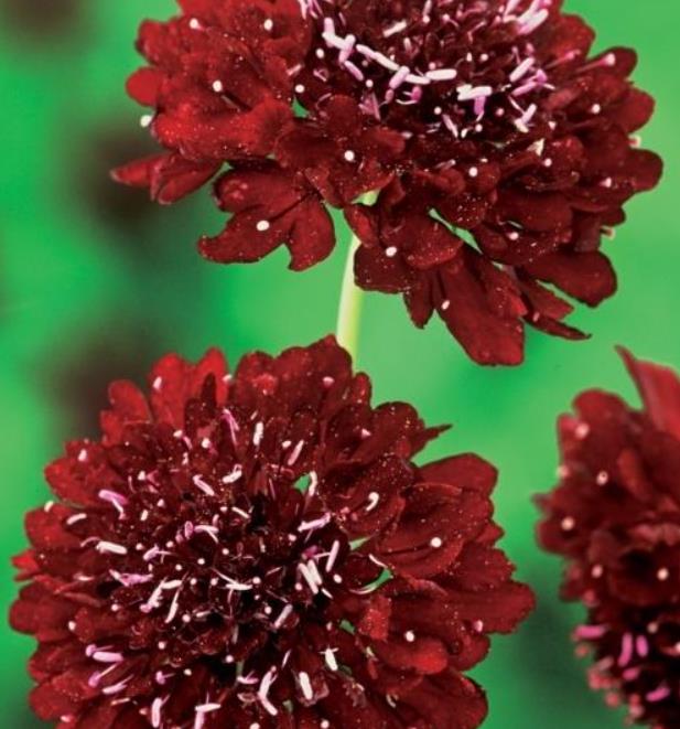 Scabiosa atropurpurea 'Florist Fire King' - Doce Escabiosa, Escabiosa dos Jardins, Flor da Saudade