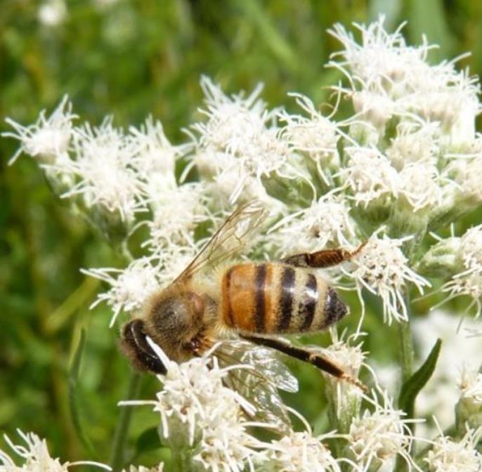 Eupatorium perfoliatum - Boneset, Eupatório, Antimônio Vegetal, Suor Vegetal, Febre do Mar, Febre Beakbon