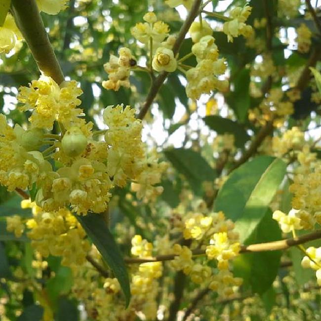 Litsea cubeba - Pimenta da Montanha, May Chang, Litsea Aromática, Cubeba, Pimenta de Java