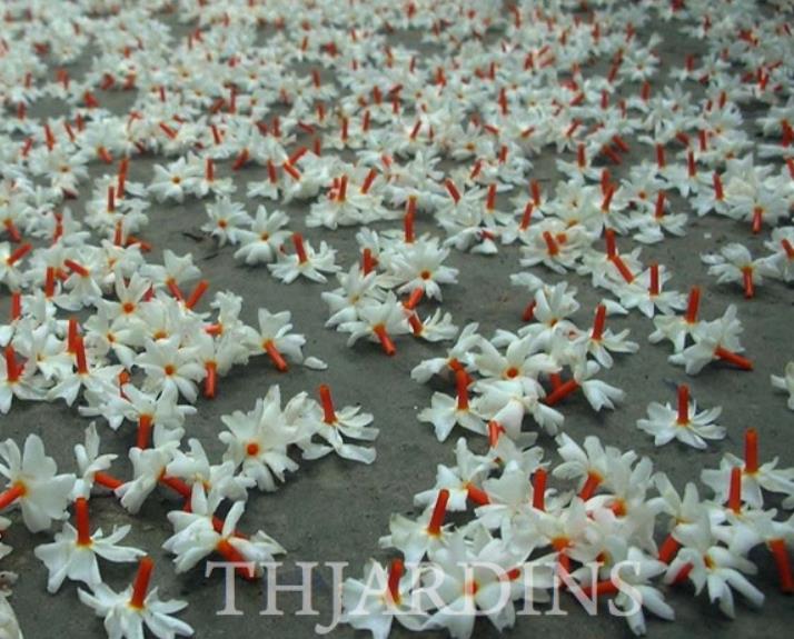 Nyctanthes arbor-Tristis - Jasmim da Noite, Árvore da Tristeza, Parijat