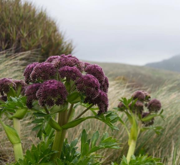 Anisotome latifolia - Cenoura de Campbell, Campbell carrot, Mega-Ervas - Megaherbs