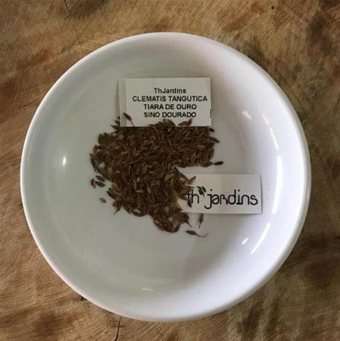 Clematis tangutica - Trepadeira Clematis Dourada, Clematis Sino Dourado, Clematis Tiara de Ouro