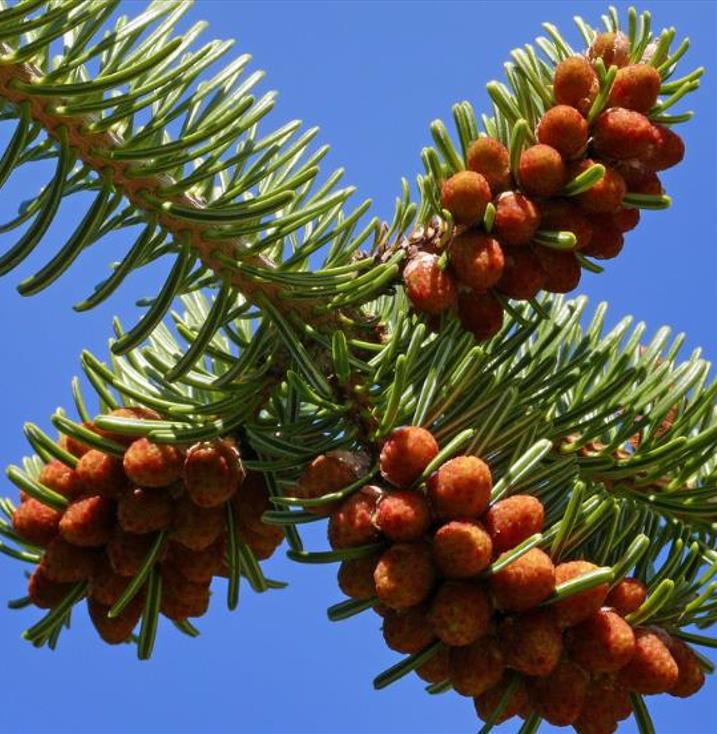 Abies nordmanniana Subsp. Equi-trojani - Abeto Caucasiano, Abeto De Trojan, Abeto Cavalo de Tróia, Pinheiro da Turquia